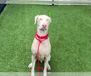 Doberman Pinscher Dogs for adoption in Orange, CA, USA