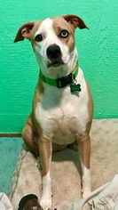 Italian Greyhound-Unknown Mix Dogs for adoption in Delaplane, VA, USA