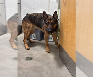 German Shepherd Dog Dogs for adoption in Forestville, MD, USA