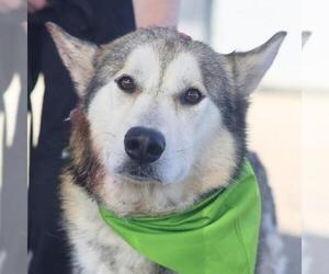 Siberian Husky-Unknown Mix Dogs for adoption in San Antonio, TX, USA