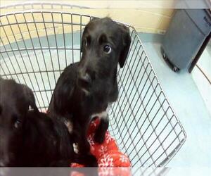 Mutt Dogs for adoption in Tulsa, OK, USA