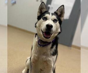 Siberian Husky Dogs for adoption in Aurora, CO, USA
