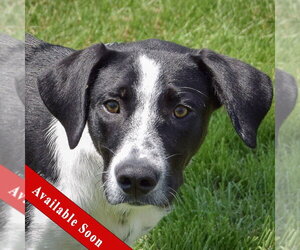 Border Collie-Unknown Mix Dogs for adoption in Huntley, IL, USA