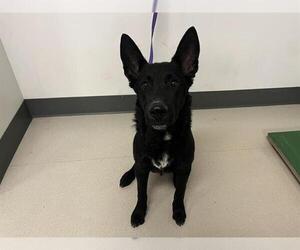 German Shepherd Dog-Unknown Mix Dogs for adoption in Corona, CA, USA