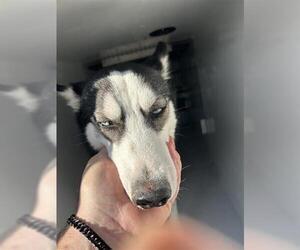 Siberian Husky-Unknown Mix Dogs for adoption in Houston, TX, USA