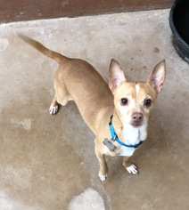 Chihuahua Dogs for adoption in Burlington, WA, USA