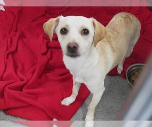 Chihuahua-Unknown Mix Dogs for adoption in Orange, CA, USA