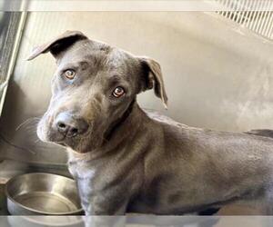 American Pit Bull Terrier Dogs for adoption in San Bernardino, CA, USA