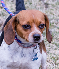 Beagle Dogs for adoption in St. Charles, MO, USA