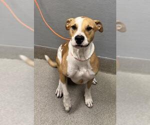 American Pit Bull Terrier-Unknown Mix Dogs for adoption in Las Vegas, NV, USA