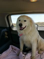 Medium Photo #1 Great Pyrenees Puppy For Sale in Peyton, CO, USA