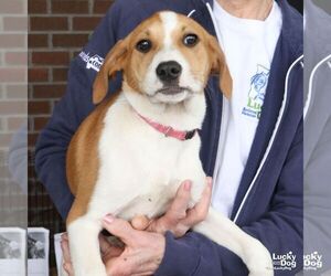 Golden Retriever-Unknown Mix Dogs for adoption in Washington, DC, USA