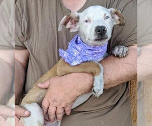 Australian Shepherd-Catahoula Leopard Dog Mix Dogs for adoption in Pena Blanca, NM, USA