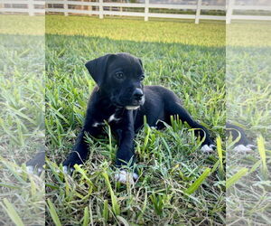 Boxer-Unknown Mix Dogs for adoption in Dumont, NJ, USA