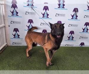 Mutt Dogs for adoption in Orlando, FL, USA