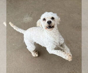 Mutt Dogs for adoption in Wakefield, RI, USA