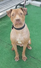 Chinese Shar-Pei-Unknown Mix Dogs for adoption in Perth Amboy, NJ, USA