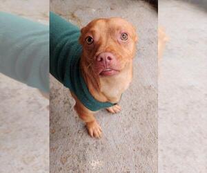 Minnie Jack Dogs for adoption in Arlington, WA, USA