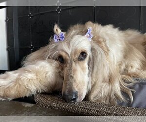 Afghan Hound Dogs for adoption in West Hollywood, CA, USA