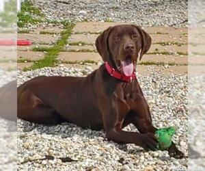 German Shorthaired Pointer Dogs for adoption in Riverwoods, IL, USA