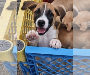 Chihuahua-Labrador Retriever Mix Dogs for adoption in Virginia Beach, VA, USA