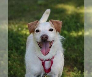 Jack Russell Terrier Dogs for adoption in Parma, OH, USA