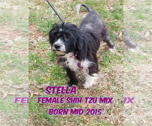 Medium Photo #1 Shih Tzu-Unknown Mix Puppy For Sale in Huddleston, VA, USA