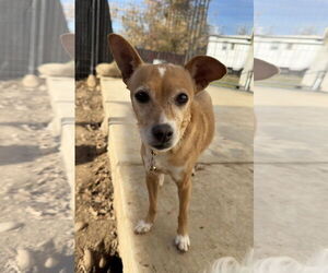 Chihuahua-Unknown Mix Dogs for adoption in Chico, CA, USA