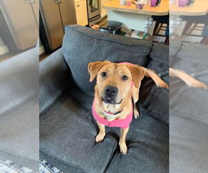 Labrador Retriever-Unknown Mix Dogs for adoption in Salt Lake City, UT, USA