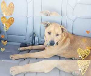 Medium Photo #1 Labrador Retriever-Unknown Mix Puppy For Sale in Gilbert, AZ, USA