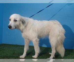Great Pyrenees Dogs for adoption in Orlando, FL, USA