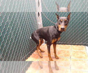 Doberman Pinscher Dogs for adoption in Downey, CA, USA