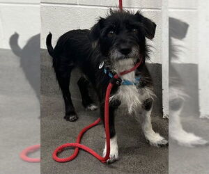 Cairn Terrier-Unknown Mix Dogs for adoption in Forestville, MD, USA