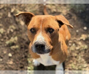 Mutt Dogs for adoption in Tulsa, OK, USA