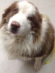 Border-Aussie Dogs for adoption in Spokane, WA, USA