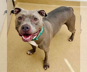 American Pit Bull Terrier-Unknown Mix Dogs for adoption in Derwood, MD, USA