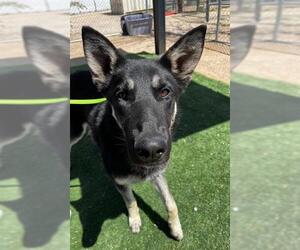 German Shepherd Dog-Unknown Mix Dogs for adoption in HESPERIA, CA, USA