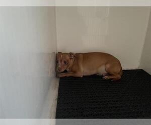 Chihuahua-Unknown Mix Dogs for adoption in Pasadena, CA, USA