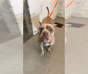 Bulldog-Unknown Mix Dogs for adoption in San Bernardino, CA, USA