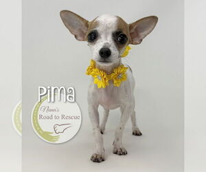 Chihuahua Dogs for adoption in Benton, LA, USA