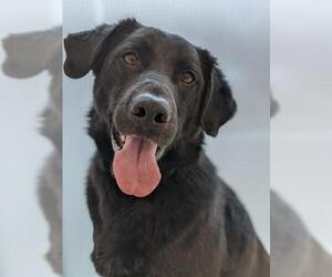 Borador Dogs for adoption in Vaughan, Ontario, Canada
