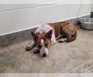 Australian Cattle Dog-Unknown Mix Dogs for adoption in Jackson, CA, USA