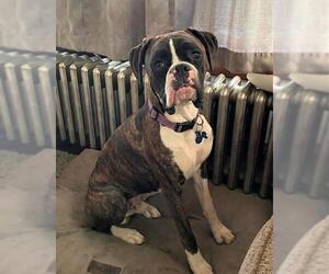 Boxer Dogs for adoption in Glen Haven, WI, USA