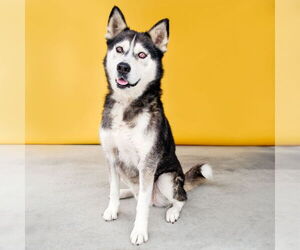 Siberian Husky Dogs for adoption in Pasadena, CA, USA
