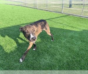 Catahoula Leopard Dog-Unknown Mix Dogs for adoption in Grand Prairie, TX, USA