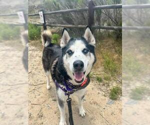 Siberian Husky Dogs for adoption in Chula Vista, CA, USA