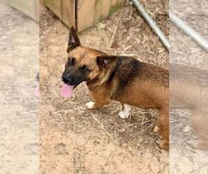 German Shepherd Dog-Unknown Mix Dogs for adoption in Shreveport, LA, USA