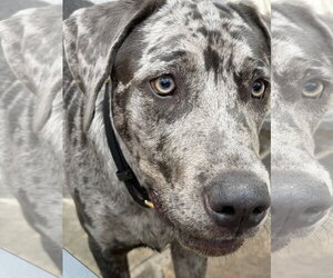 Catahoula Leopard Dog Dogs for adoption in McKinney, TX, USA
