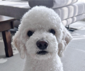 Poodle (Miniature) Dogs for adoption in San Ramon, CA, USA
