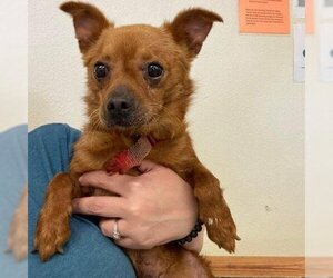 Dachshund Dogs for adoption in Austin, TX, USA
